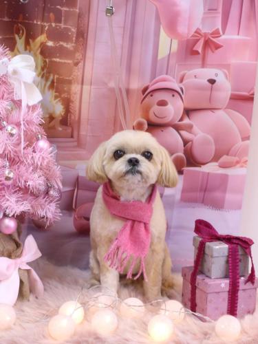 20241224モカちゃん